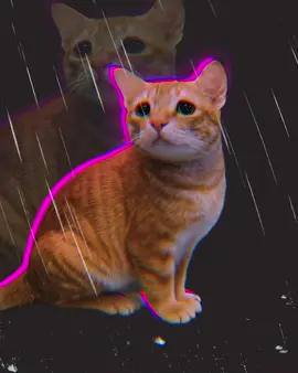 Valentine 😔 #song #cats #silly #animation #sillycat 