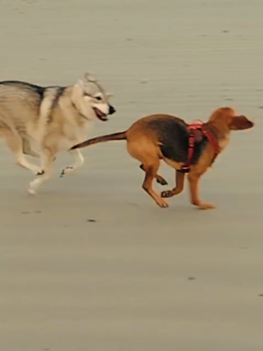 #chienlouptcheque #briketdeprovence #chasseur #proie #plage 