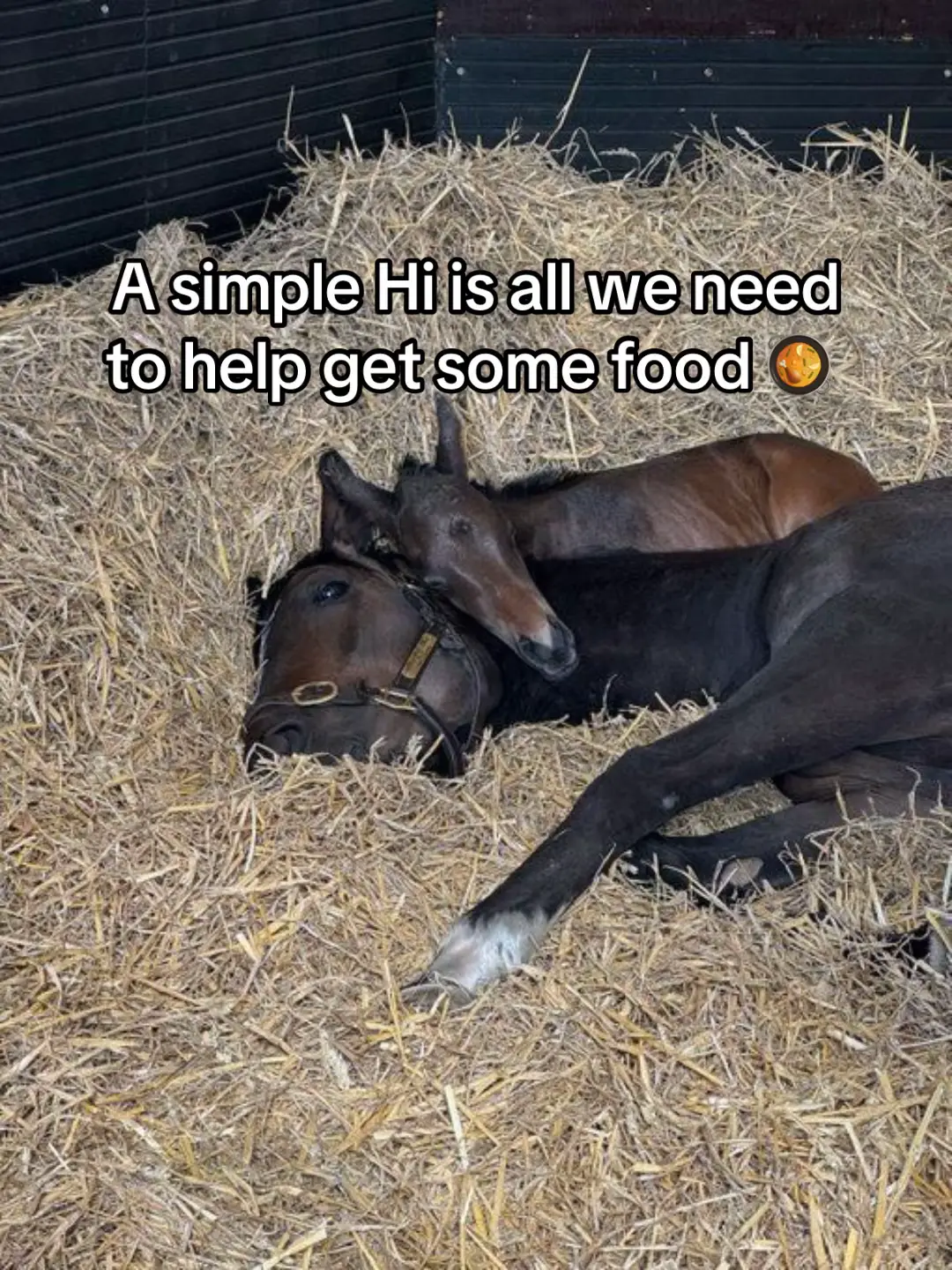 They gave me their trust, love, and strength… now I’m begging for a chance to give them a safe home. Please help me save them 🐴💔 #SaveTheHorses #HorseRescue”