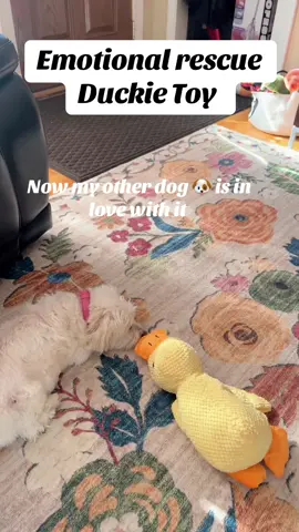 This dog 🐶 toy has gone viral! It’s inexpensive but worth every penny! One of my dogs gets anxiety and it has helped her but now this one is in love with it too! Lol #emotionalrescuedogtoy #agreesschewertoy #dogsoftiktok #duckdogtoys #fypシ゚viral  