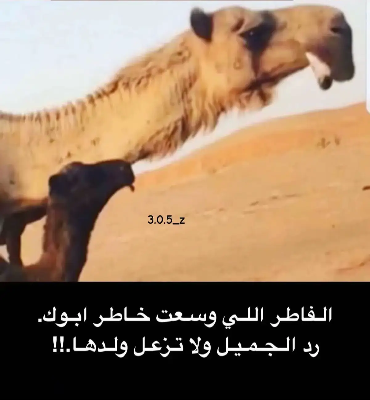 عطياالله #حرش العرقيب#البل# كسبلوررر