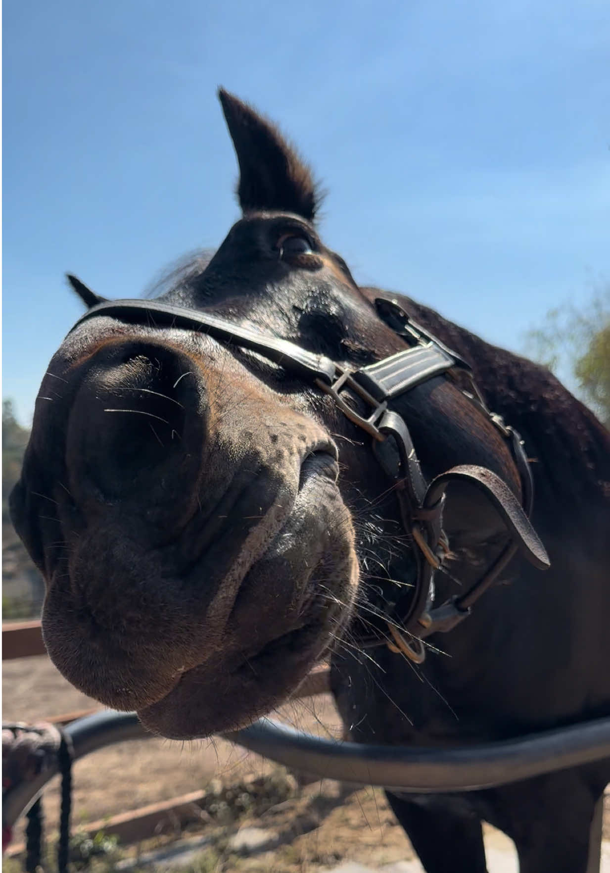 Spikey boy 🫶🏻 #equestrian 