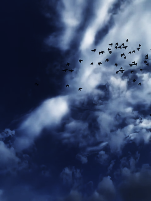 #عبارات #فخمه #للعقول_الراقية_فقط #foryoupage #fy 