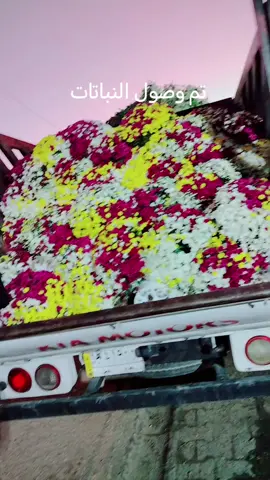 #مشتل ركن العداله 