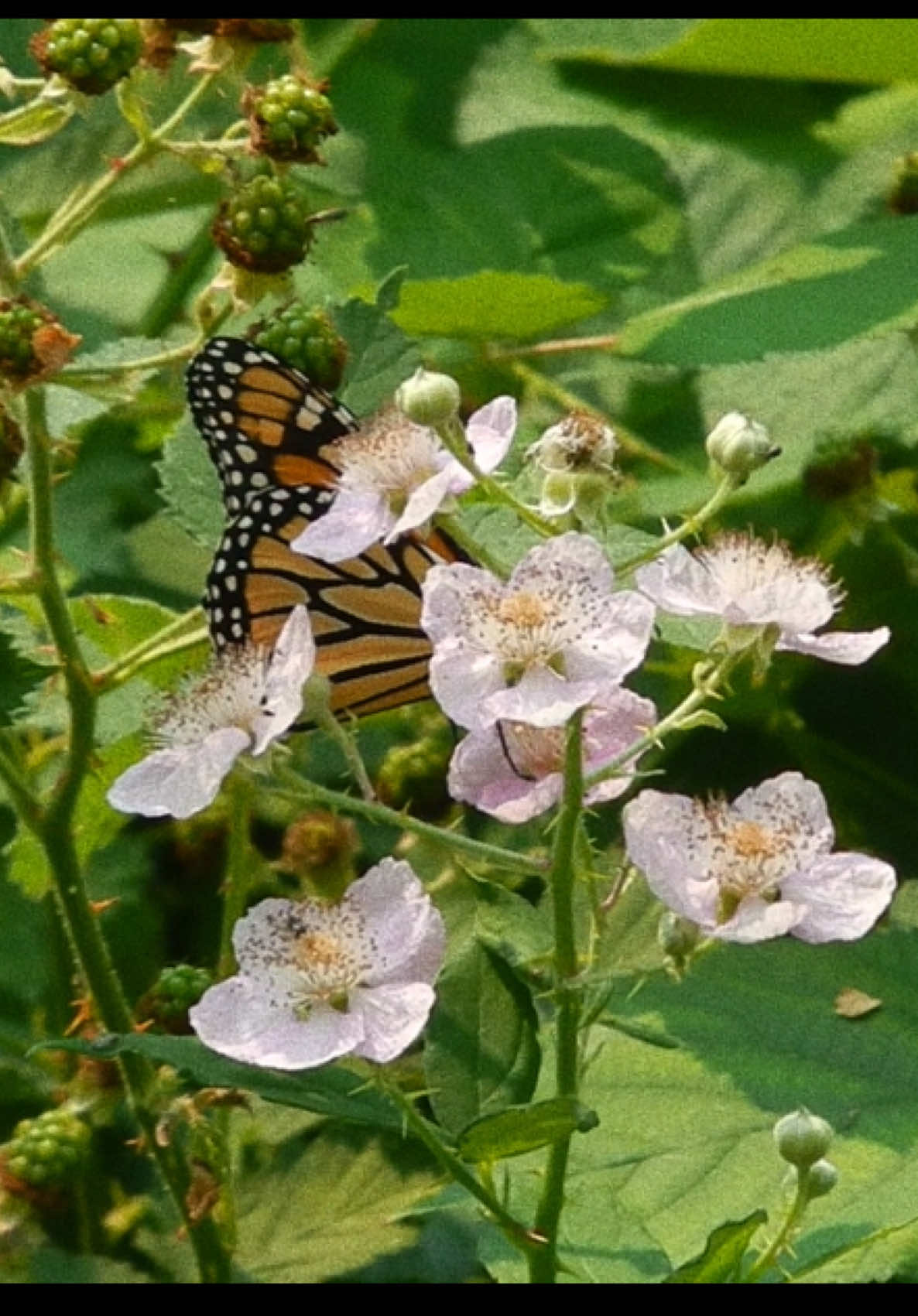 #nikon #digicam #fyp #nature #butterfly 