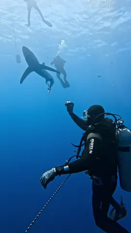 Bluey’s 💙  #maldives #marinebiology #azores #fyp #oceanconservation 