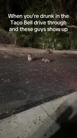 We did not, in fact, get them tacos. #funnyvideos #funnyanimals #raccoons #drunk #babyanimals 