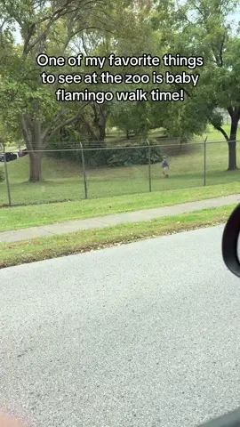 Look at how cute they are!!! #louisville #louisvillezoo @Louisville Zoo #flamingo #walk #baby 