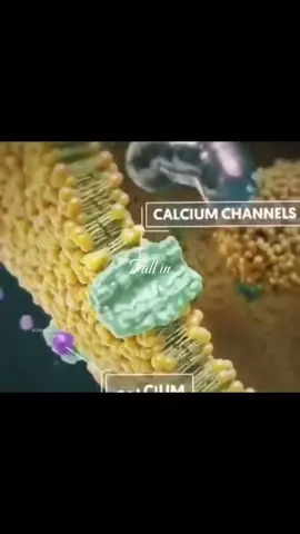 Fall in love #neurology #fyp #neuroscience #viral #medicine 