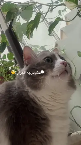 #شوشو #شتاء_البرد_اجواء_شتويه #fyp #viral 