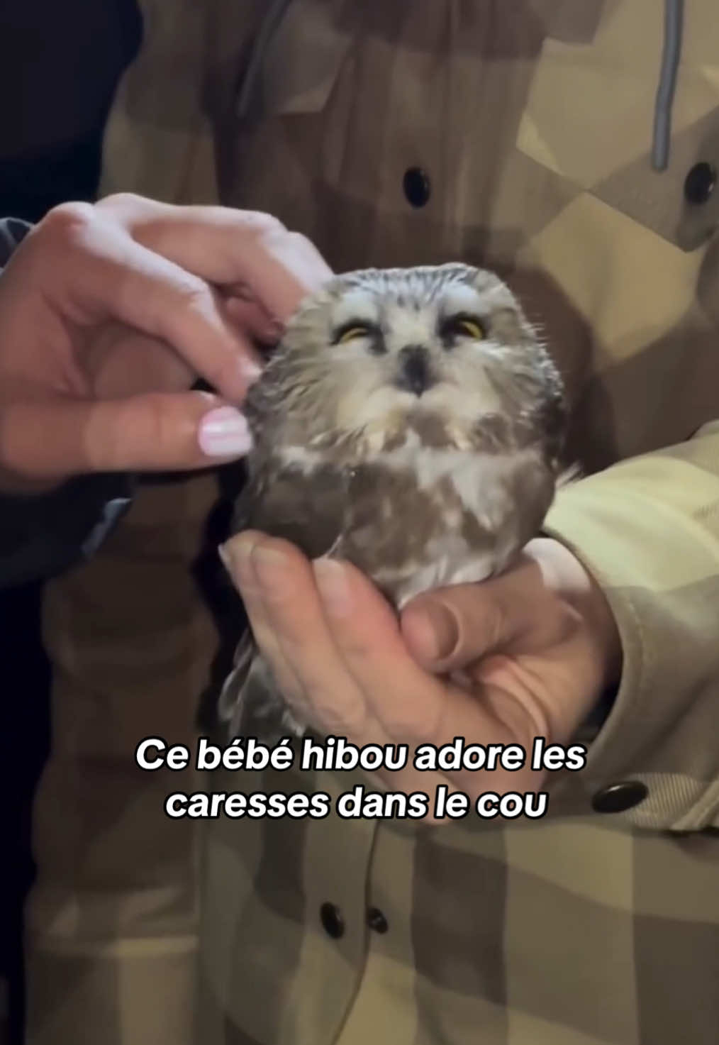 Partie 137 | Les animaux sont si purs #animaux #animals #pourtoi #wholesome 