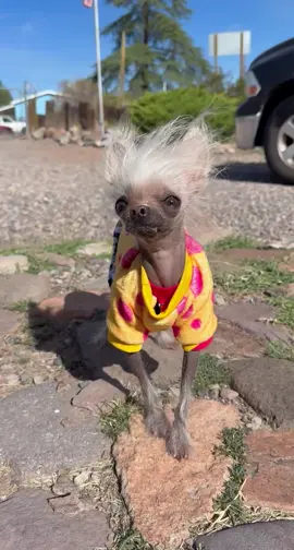 #mrpumpernickel #chinesecrested #hairlessdogs