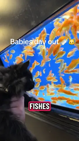 Babies day out ❤️ Baby Aslan saw some gold fish today. They all behaved so good. Except for Mila who wanted to explore the whole store.😅 #aslan #mainecoon #catlovers #PetsOfTikTok #catsoftiktok 