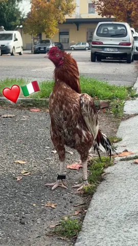 ##Shonk##Aseel##initaly🇮🇹 ##foruyou ##foryoupage 