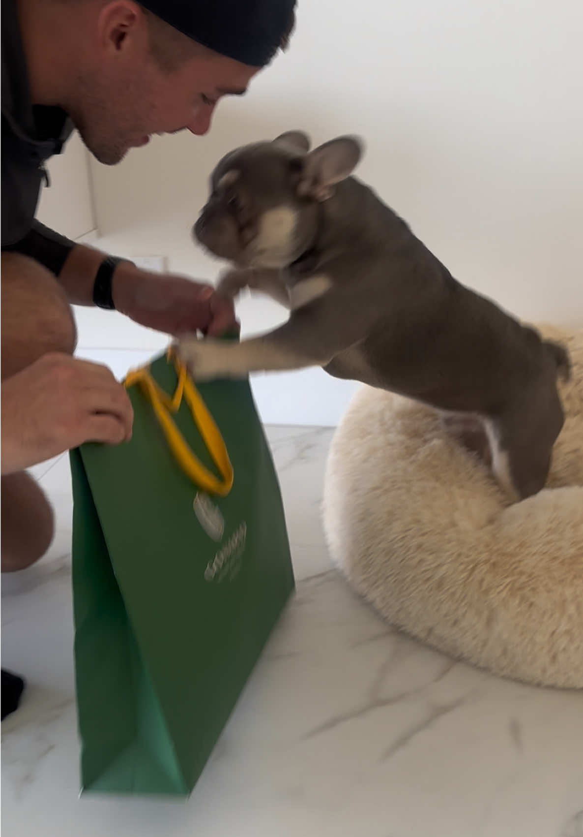 My parents got me Goyard when they left me and went to France! Catch me all dripped out in my new collar, matching moms new purse of course 💚💚💚 #thanksdad #kash #frenchielife #frenchbulldog #frenchiesoftiktok 