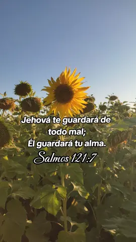 Te guardará de todo mal 🙌🏽✨ #versículosbíblicos #salmos121_7  #fondogirasoles #perdónyvida 