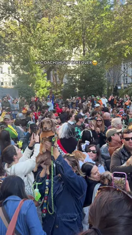 freaking out they r so cute #nycdachshunds #nycdogs #doghalloween #doghalloweencostumes 