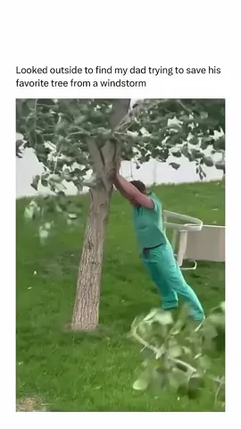 This man tries to protect his favorite tree from the windstorm… #fyp#creatorsearchinsights#viral#tree