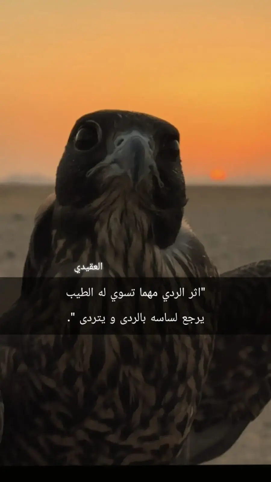 #مانعطي_الخاوه_وذي#عادت_بنا