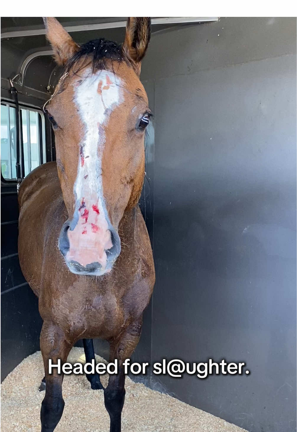We’re $7,500 per month from fully funding hay, care, and security so Bertha and Willow can live out their days—and so the next horse has a stall when the phone rings.  Join our Patreon or donate—link in bio. Even $5/month moves this goal. If you can’t give, comment to boost their story. Every signal counts. #horserescue #animalsancturay #rescuehorse #equine #beforeandafter #adoptdontshop #sanctuarylife #nonprofit #patreon #willowandbertha 