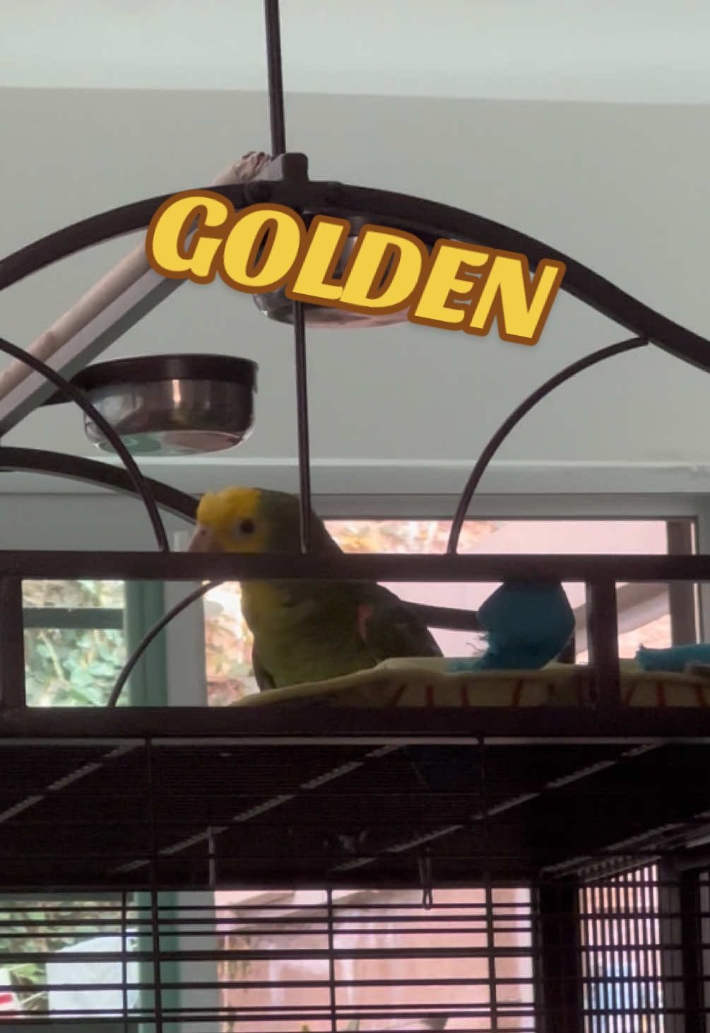 Será que si llego a la nota? 🤔 #kpopdemonshunters #golden #ejae #huntrix #cotorracantando 