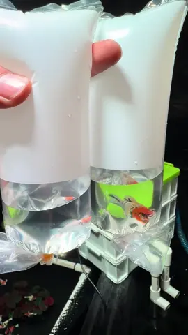 #ปิดแว้วฝากติดตามด้วยนะคับ🥰🥰🥰