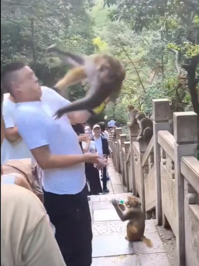 The Moment You Realize Wild Monkeys are NOT Cute Pets⚠️ #monkeyAttack#Wildmonkeys #Funnyanimals#loveyou#fyp 