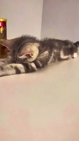 Kitten sleep #cat #catsoftiktok #funny #pet 