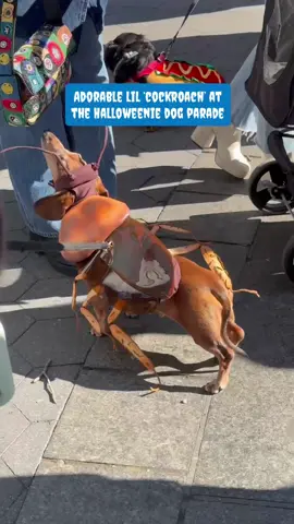 La cucaracha 🪳 Love this little wiener dog's coackroach Halloween costume for the ‘Halloweenie Dog Parade’ today in Madison Square Park (NYC) Sun., Oct. 6th, 2025. 