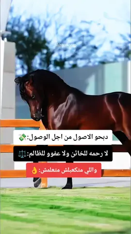 #خيول_عربية_اصيلة❤️🐎 #خيل_وخياله🐎  #المصمم_بوهيبه🎬بوهيبه🎵  #مجرد________ذووووووق🎶🎵💞  #اقتباسات_عبارات_خواطر🖤🦋❤️ 