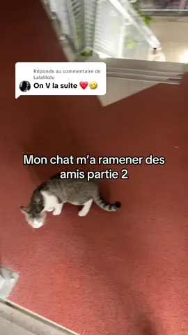 Réponse à @Lalalilolu Malheureusement, je n’ai pas pu les recueillir, ils appartiennent déjà à quelqu’un et se montraient trop craintifs. Je les aurais accueillis volontiers si j’avais pu.😭