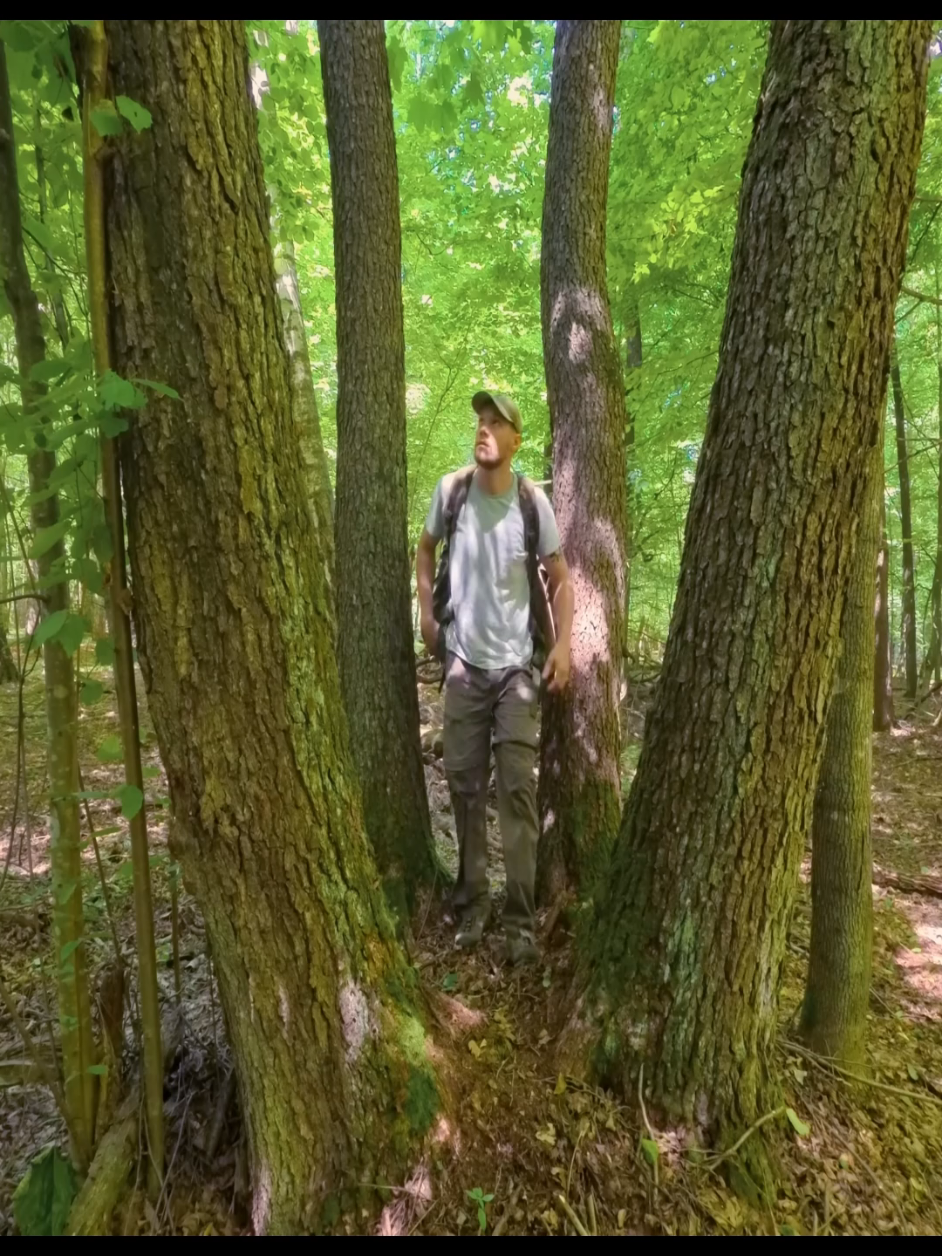 How I built a shelter and added a backup plan if it rains #woodworking #survival #outdoor #travel #fyp 