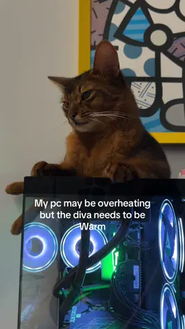 Do yall keep your divas warm?  #pc #fyp #catsoftiktok #somalicat #gaming 