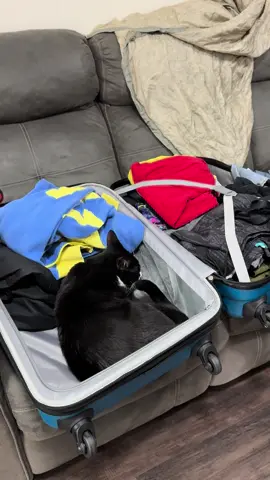 Excuse me ma’am. What are you doing sitting in my suitcase. You can’t come with me, even though I want you to. #cats #catmom #catsoftiktok #tuxedocat 