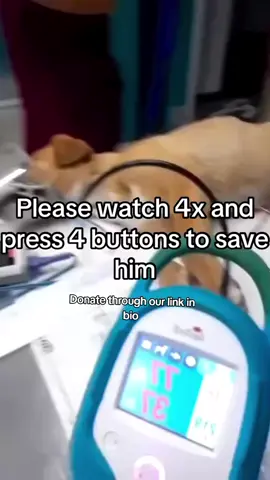 Give us a paw to save him 🐾💔 He was run over and is now in critical condition, fighting for his life. He’s already received a transfusion and still needs emergency surgery to survive. Please, help us give him the chance he deserves. 💔 For any support, click the link in bio to donate.