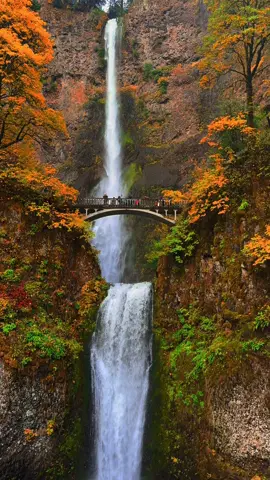 The tallest waterfall in Oregon is just absolutely stunning in the fall 😍🍁🍃 #fall #nature #oregon #pnw #waterfalls 