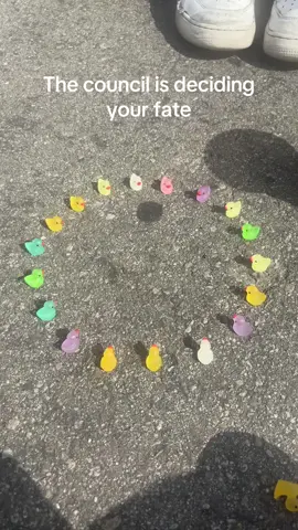 The ducks have decided