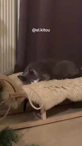 Apparemment Kitou pense que tout le décor de Noël pour mes shootings photo est à lui 👀🎅 #elkitou #chat #drôle #fyp #noel  