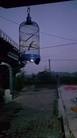 syahdu pagi #trucukan #blitar24jam #ropelmania #trucukanmania #kicaumaniaindonesia 