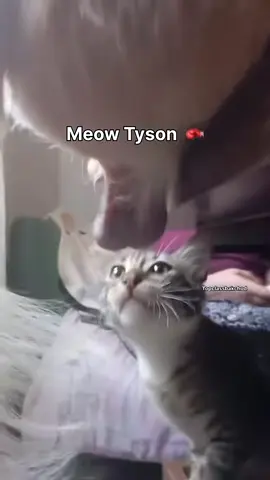 Meow Tyson will be at SPARRING CLUB 14TH NOVEMBER 😹🥊 #fyp #boxing🥊 #boxraw #edits #edit 