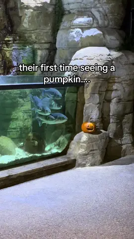 they got over it silly sea bass 