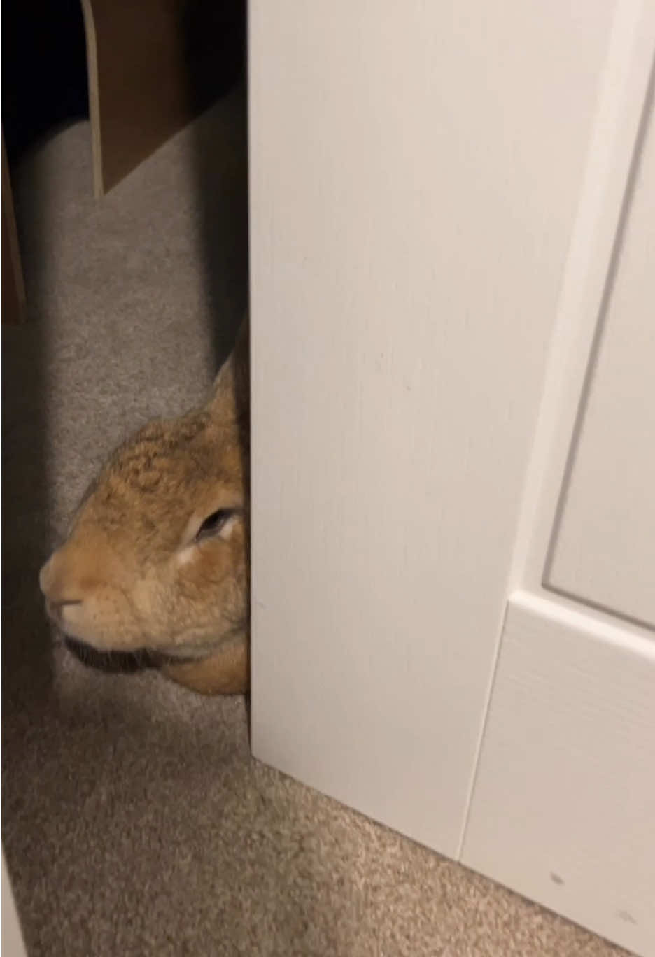 Hiding in the forbidden room 👀 Winnie isn’t usually allowed in this room as she likes to sneak behind the desk in here and chew the carpet. Things were suspiciously quiet this evening so I went to see what she was up to and she hanging out behind the door 😂 #PetsOfTikTok #houserabbit #freeroambunny 