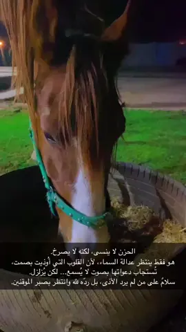 خيل عربي اصيل مربط اسنيد اريم ❤️