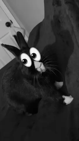 b👀gnish #boognish #bunny #fyp 