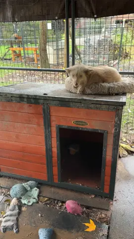 Luna the red fox always has several things to say. 