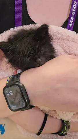 emo night at the vet . . . . . . #cats#cats#vet#meme#emo 