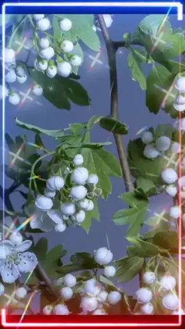 #CapCut #ВэтотДень #қайырлы_күн_достар #күніңіз_сәтті_өтсін #дүйсенбі 