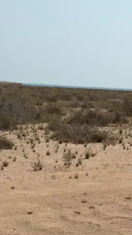 #غزال #جزيرة_فرسان🇸🇦 