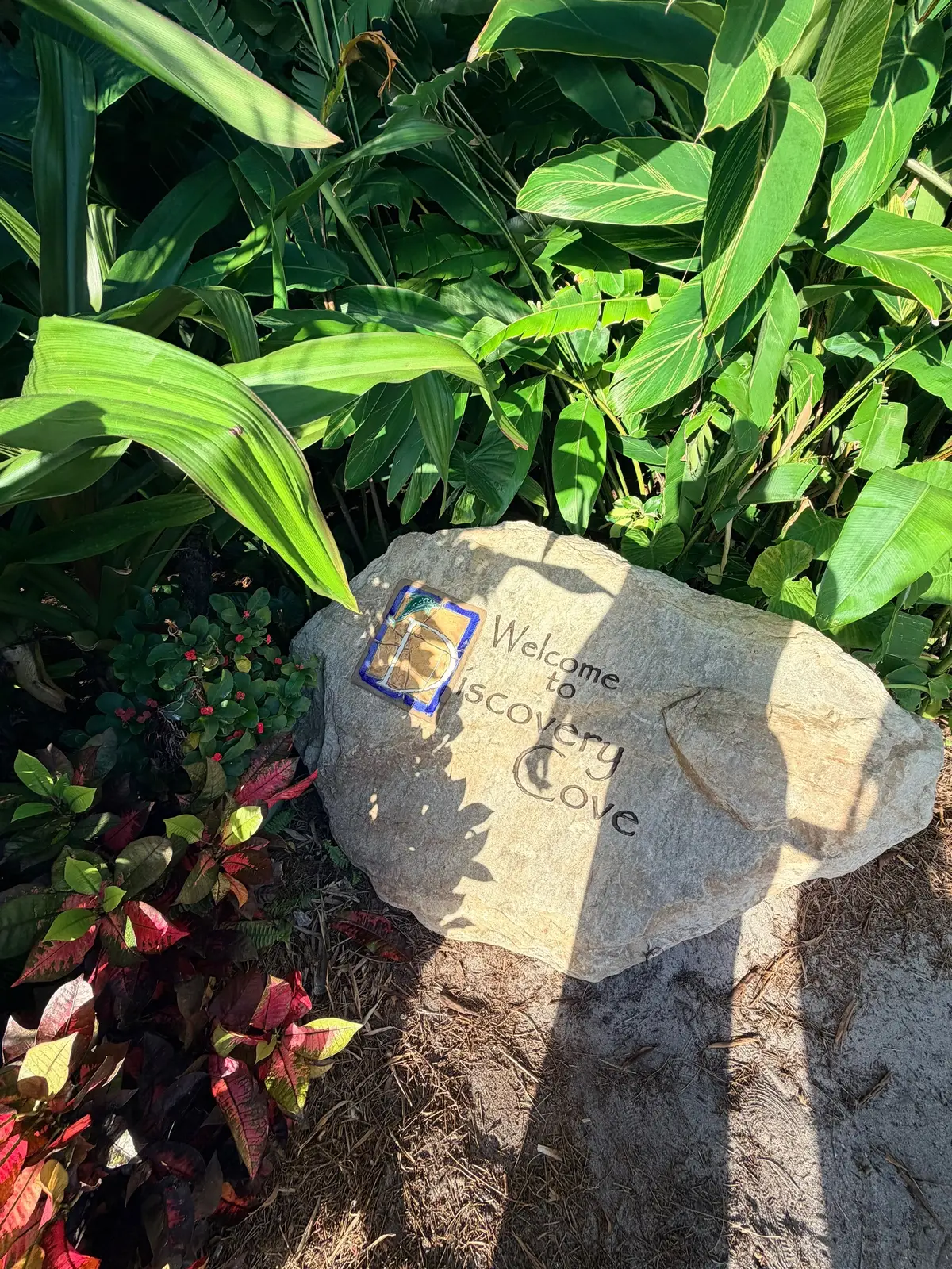 Me enamoré de este lugar  #discoverycove  #orlando  #florida 