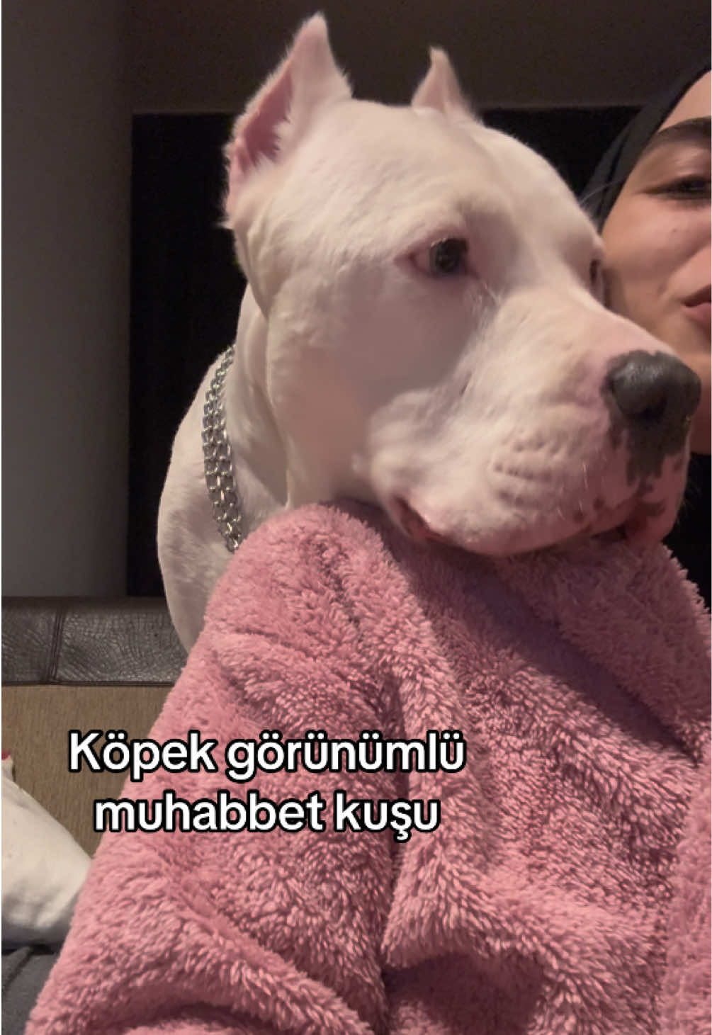 Eğlenceli bir video 🙂 #dogoargentino 